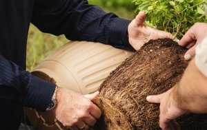 Accelerates root development