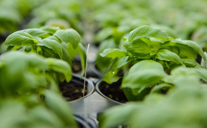 Basil production