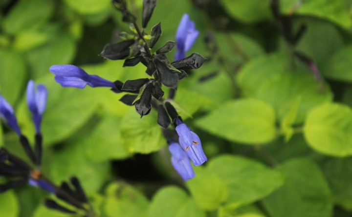 Blue Flower