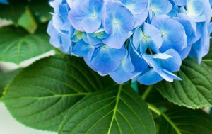 Blue Hydrangea