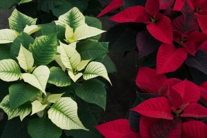 Poinsettia Cultivation poinsettia