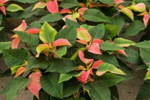 poinsettia cultivation