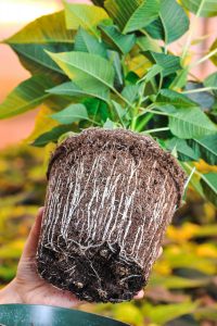 poinsettia roots