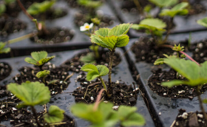 Young Strawberry plug
