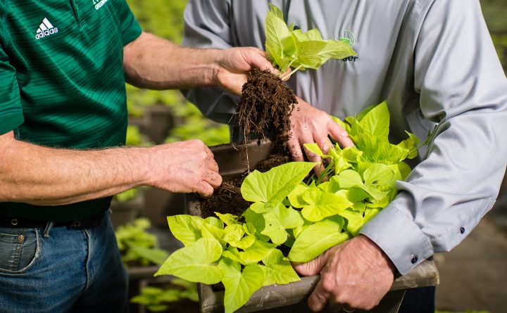 Roots development in Berger Growing Mix