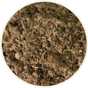 Peat Moss