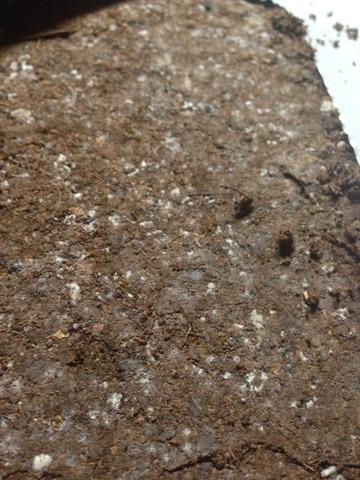 mold on peat moss mold on peat