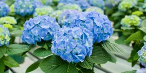 substrate selection criteria: blue hydrangea Blue Hydrangea