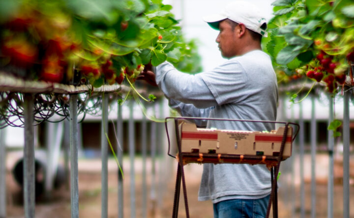 Soilless Strawberry Production