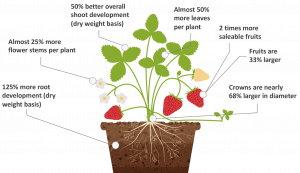 Strawberry Plant