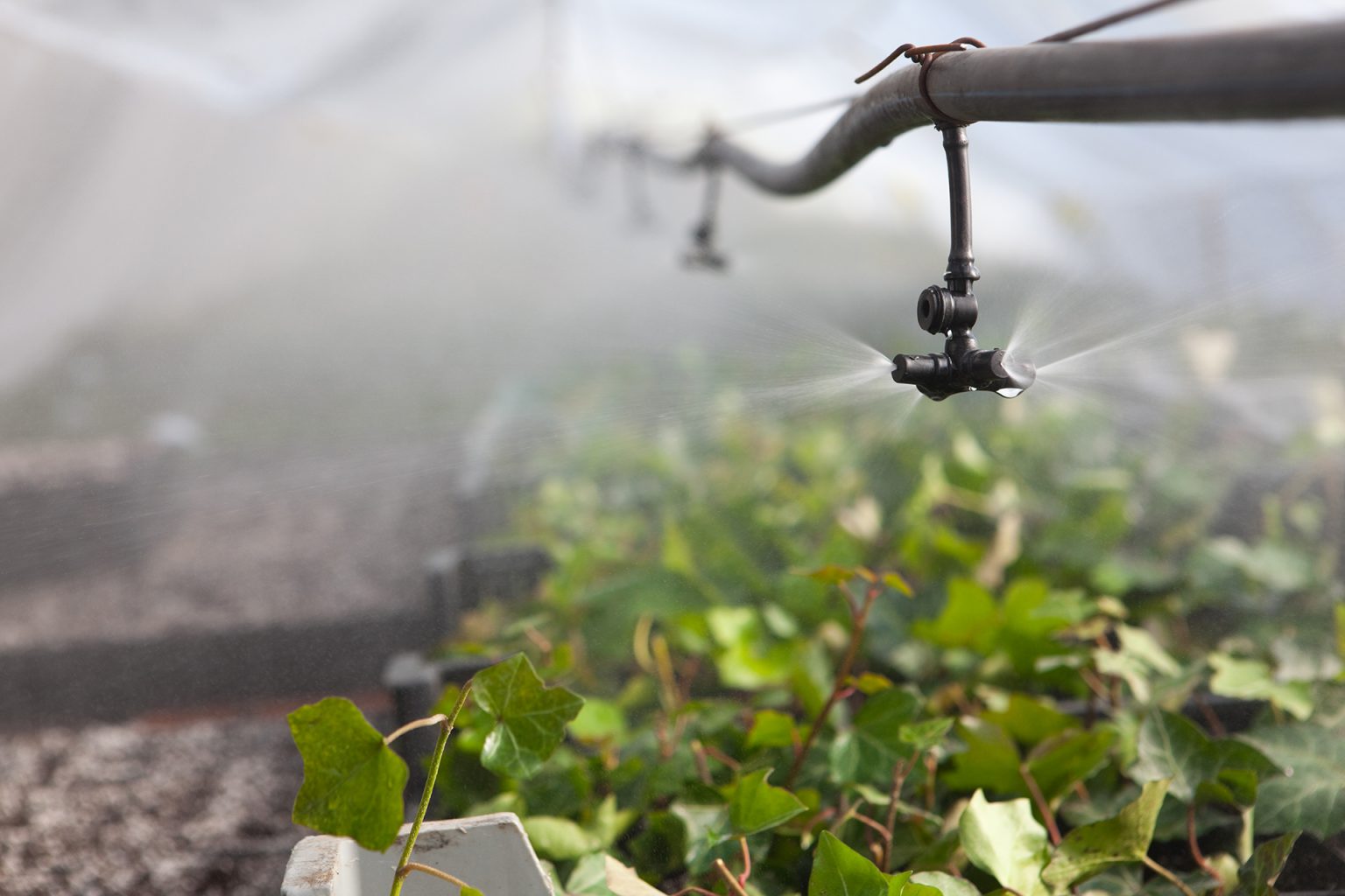 Choosing the Right Greenhouse Irrigation System Berger EN