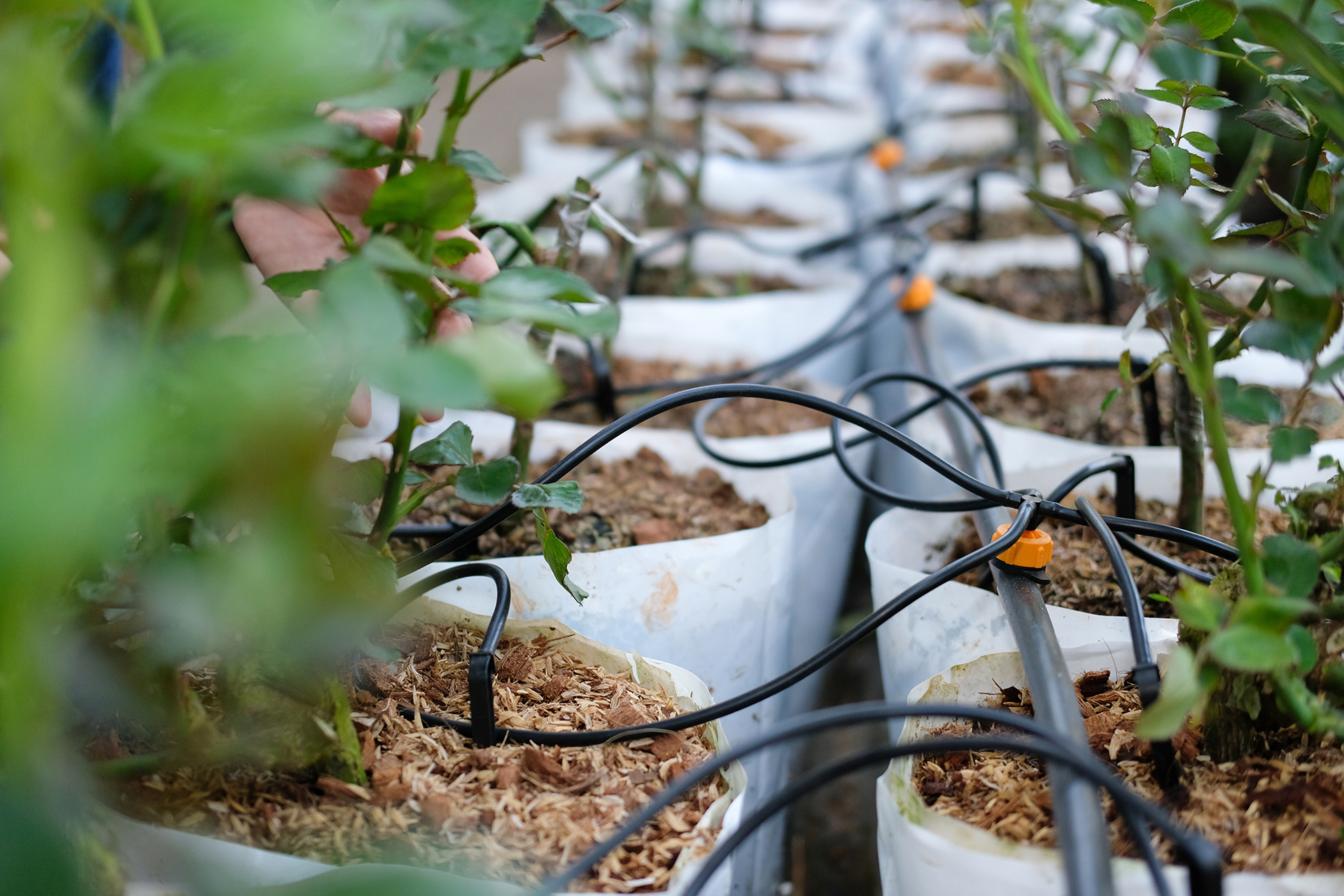 Choosing the Right Greenhouse Irrigation System Berger EN