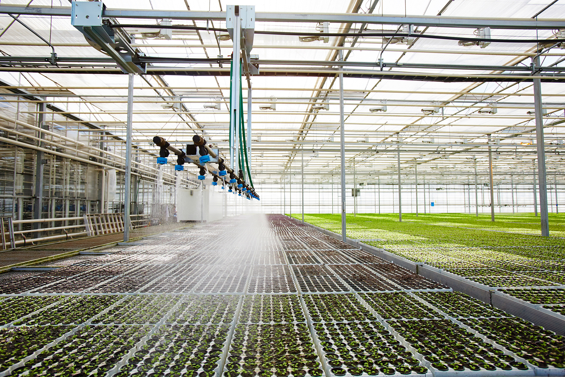 Choosing the Right Greenhouse Irrigation System Berger EN