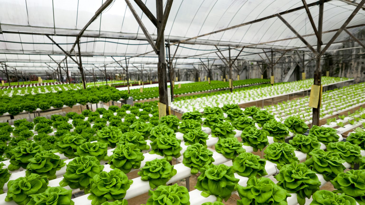 Choosing the Right Greenhouse Irrigation System Berger EN
