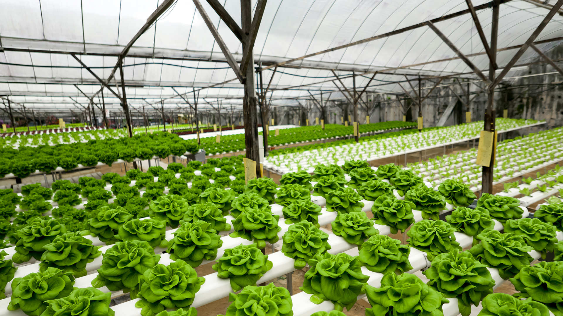 Choosing the Right Greenhouse Irrigation System Berger EN
