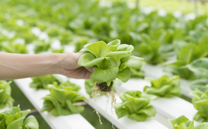 hydroponics plant