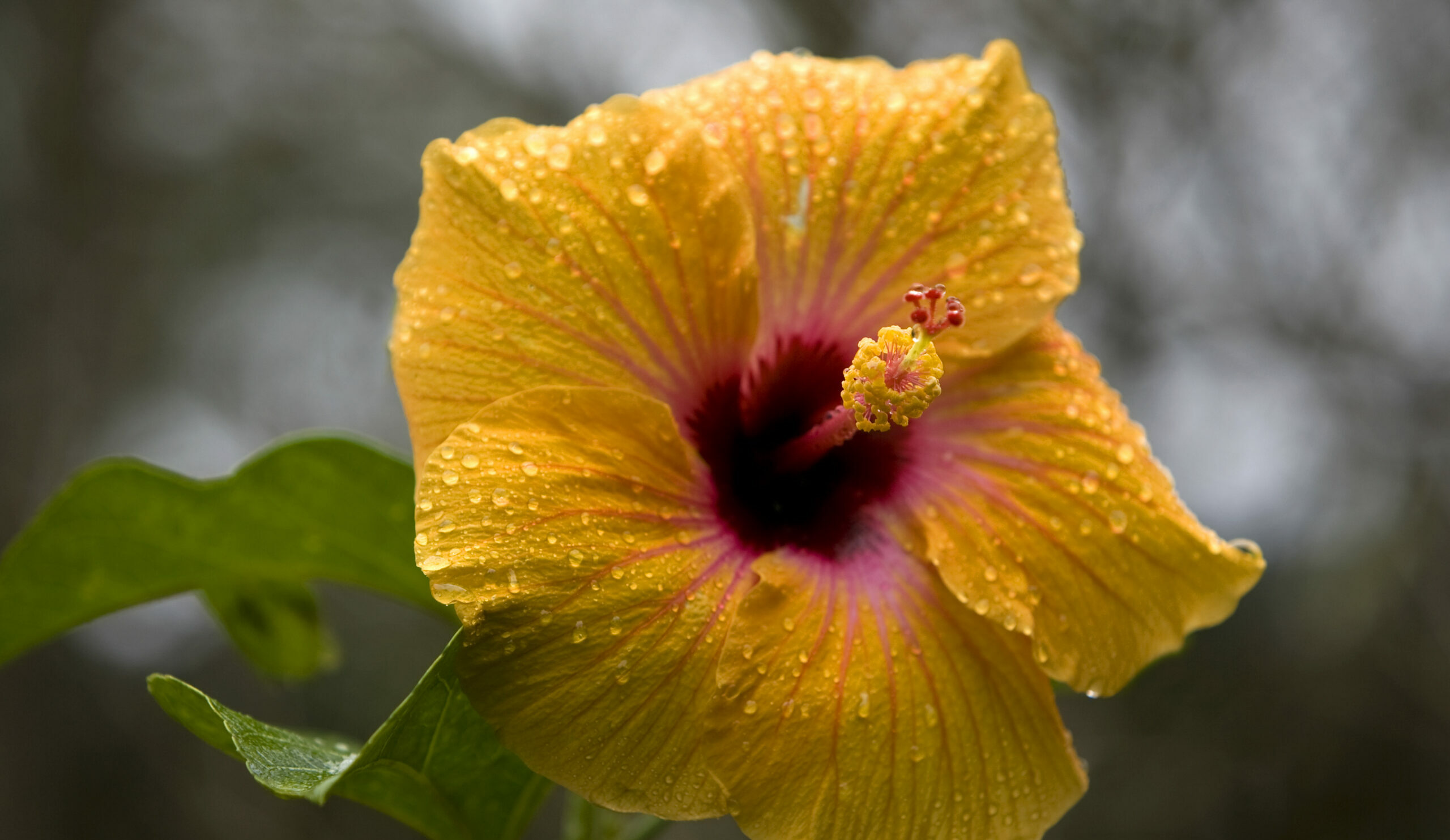 TPIE The Tropical Plant International Expo 2023 Berger EN