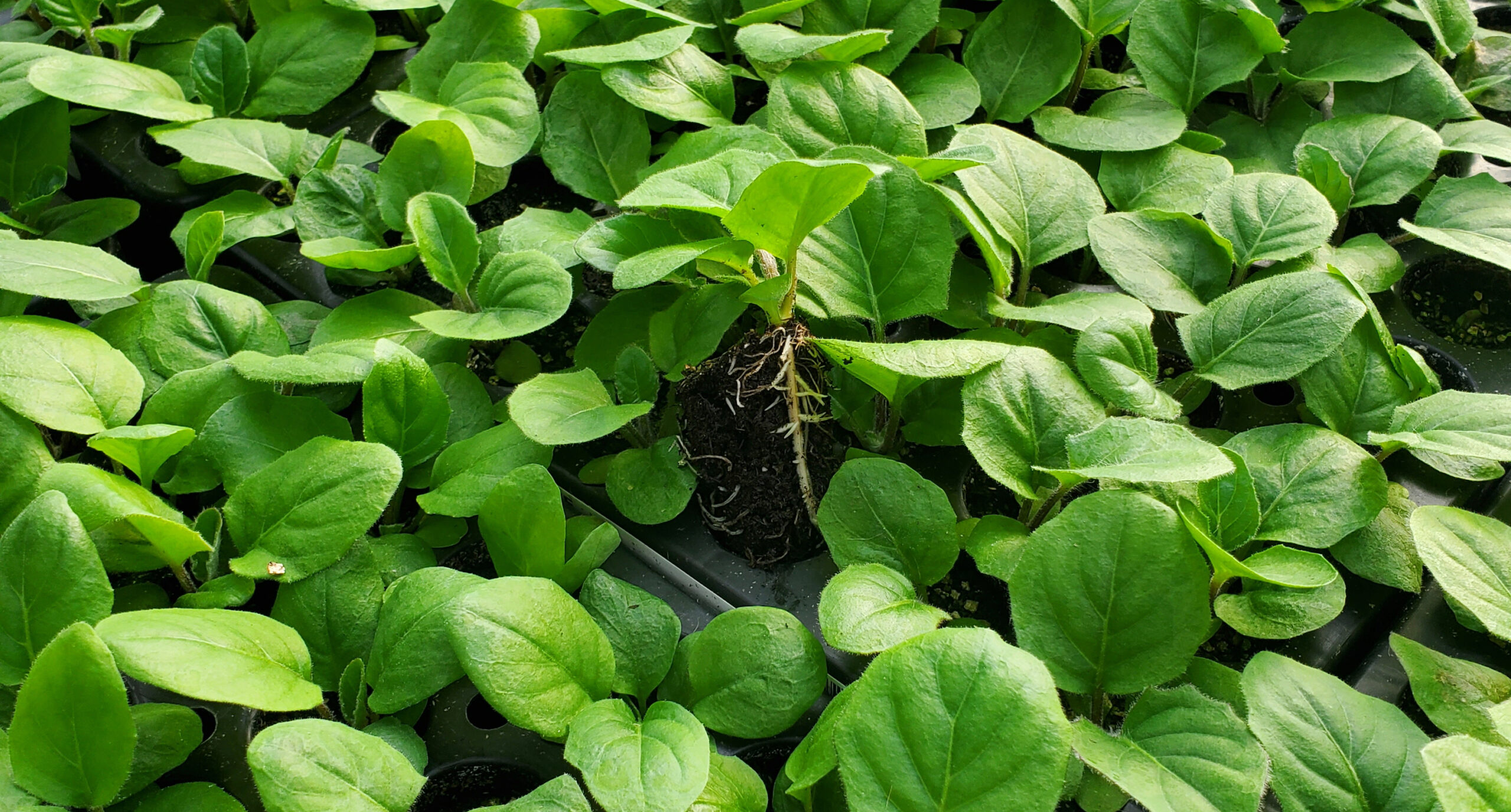 Seguridad de alimentos