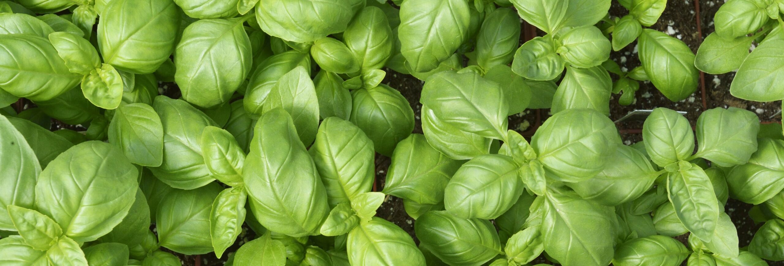 basil