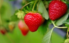 Strawberry