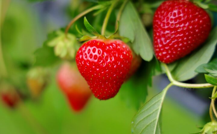 Strawberry