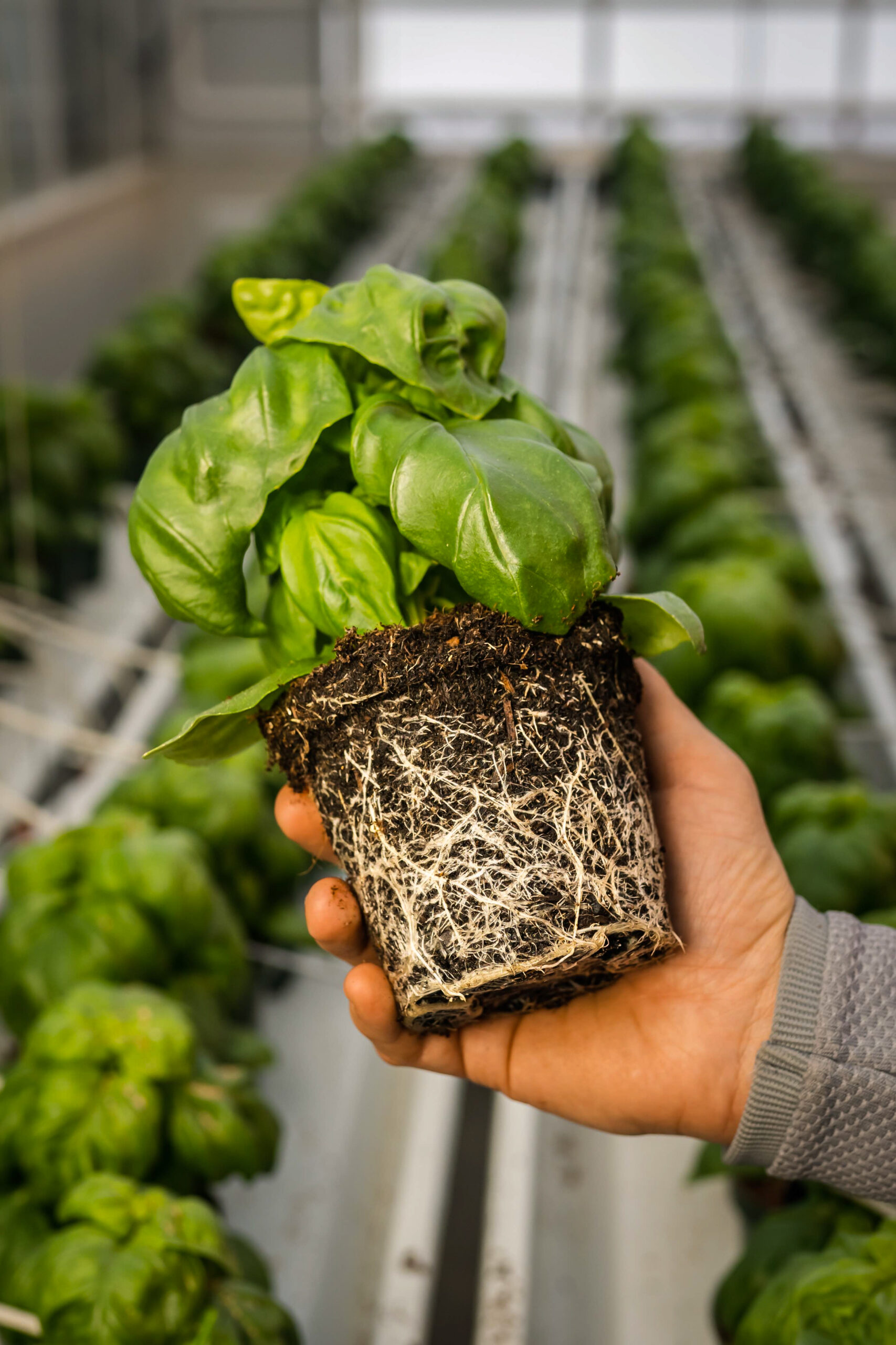 Evolution of Growing Media for CEA production - Berger - EN