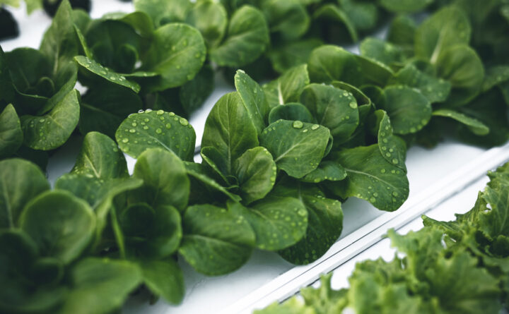 Green Lettuce