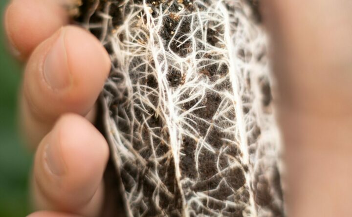 Seedling
