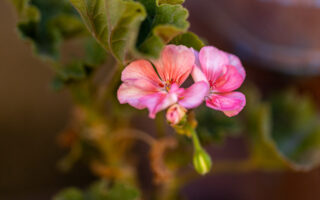 Petunia