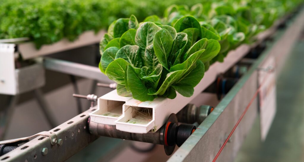 Lettuce in Controlled Environment Agriculture (CEA)