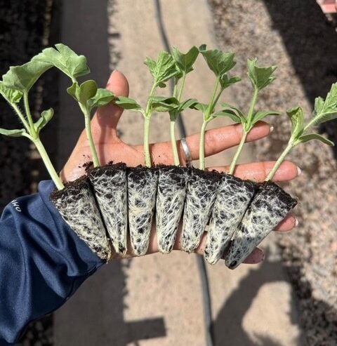 Vegetable Transplants