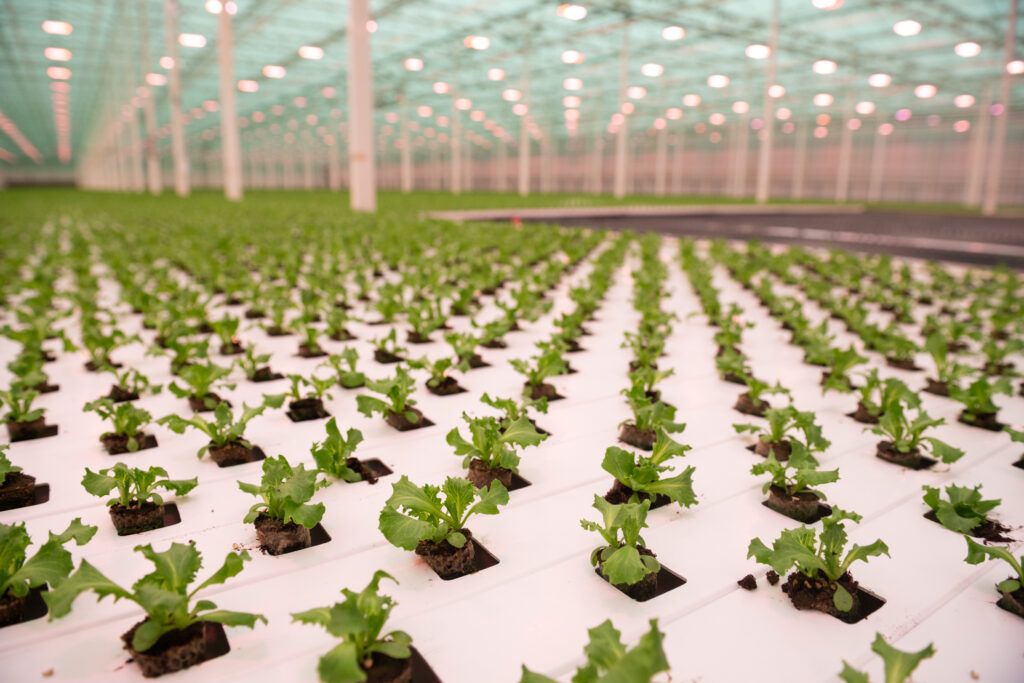 Equinox Growers