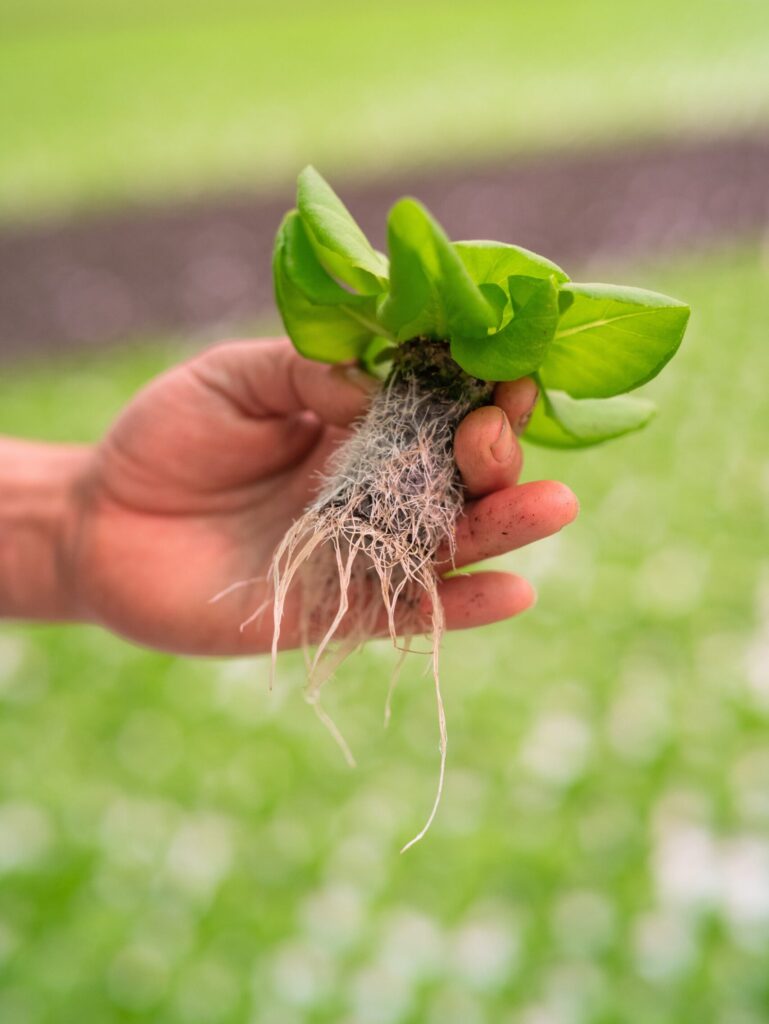 Equinox Growers: Lettuce grown in Controlled Environment Agriculture (CEA)