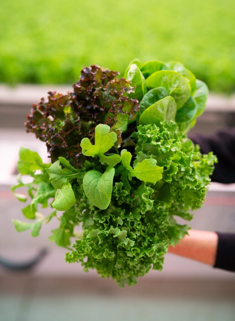 Equinox Growers: Lettuce grown in Controlled Environment Agriculture (CEA)