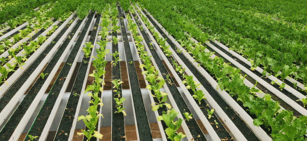 Heat-Related Pests and Challenges