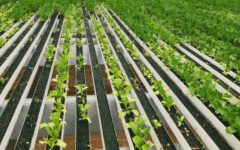 Heat-Related Pests and Challenges