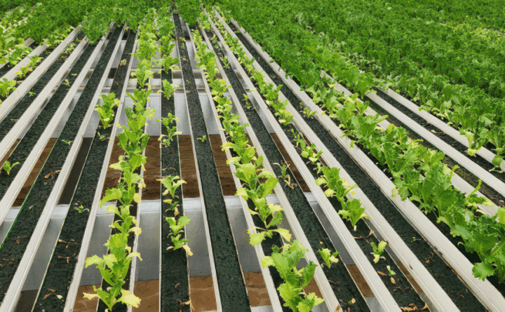 Heat-Related Pests and Challenges