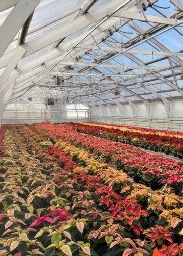 Heat-Related Pests and Challenges