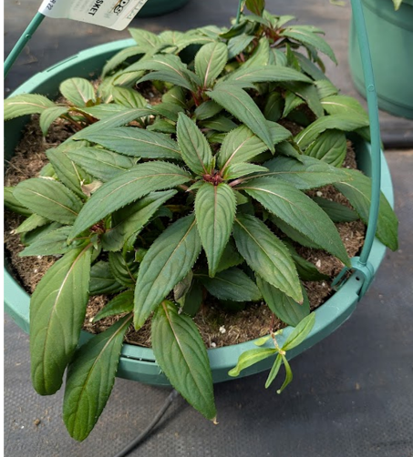 Heat-Related Pests and Challenges