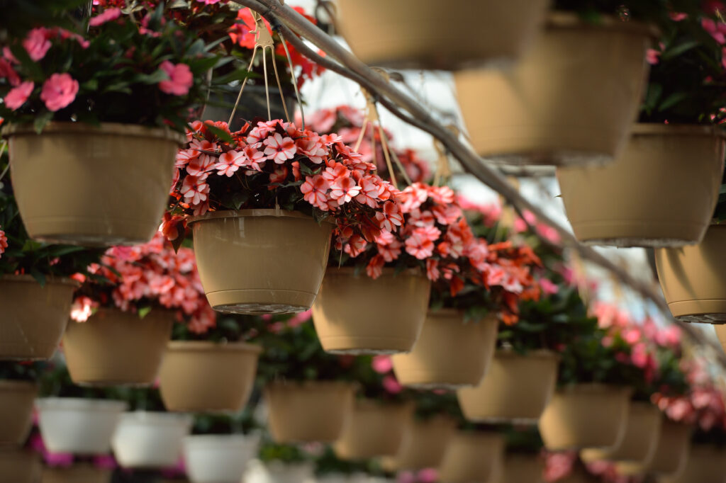 HB_Impatiens