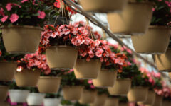 HB_Impatiens