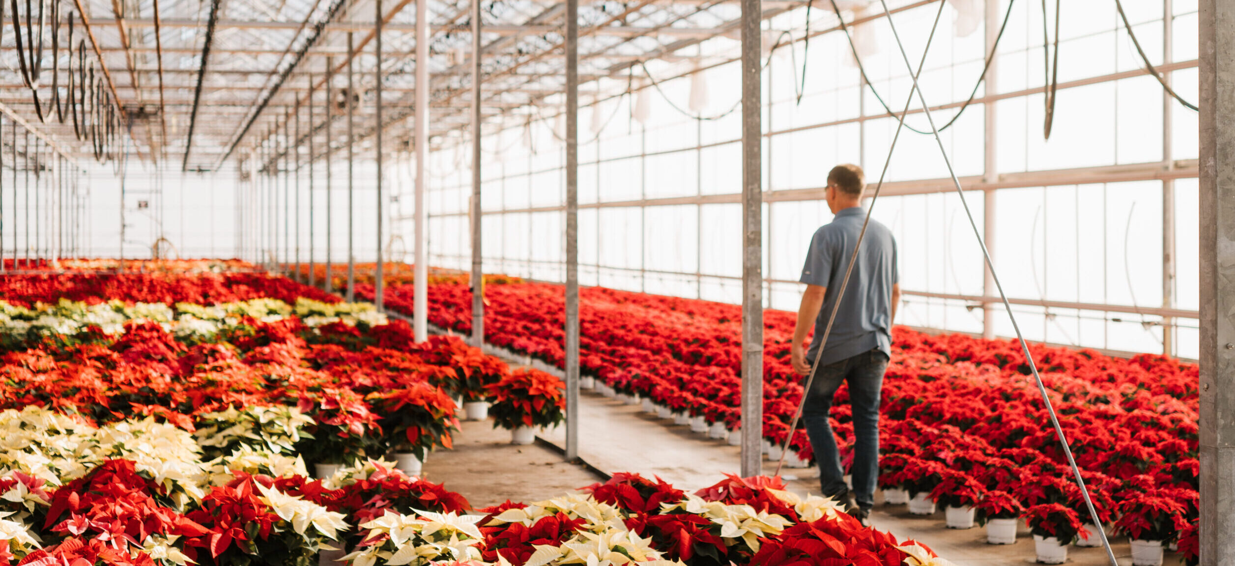 Neosho Gardens - Poinsettias