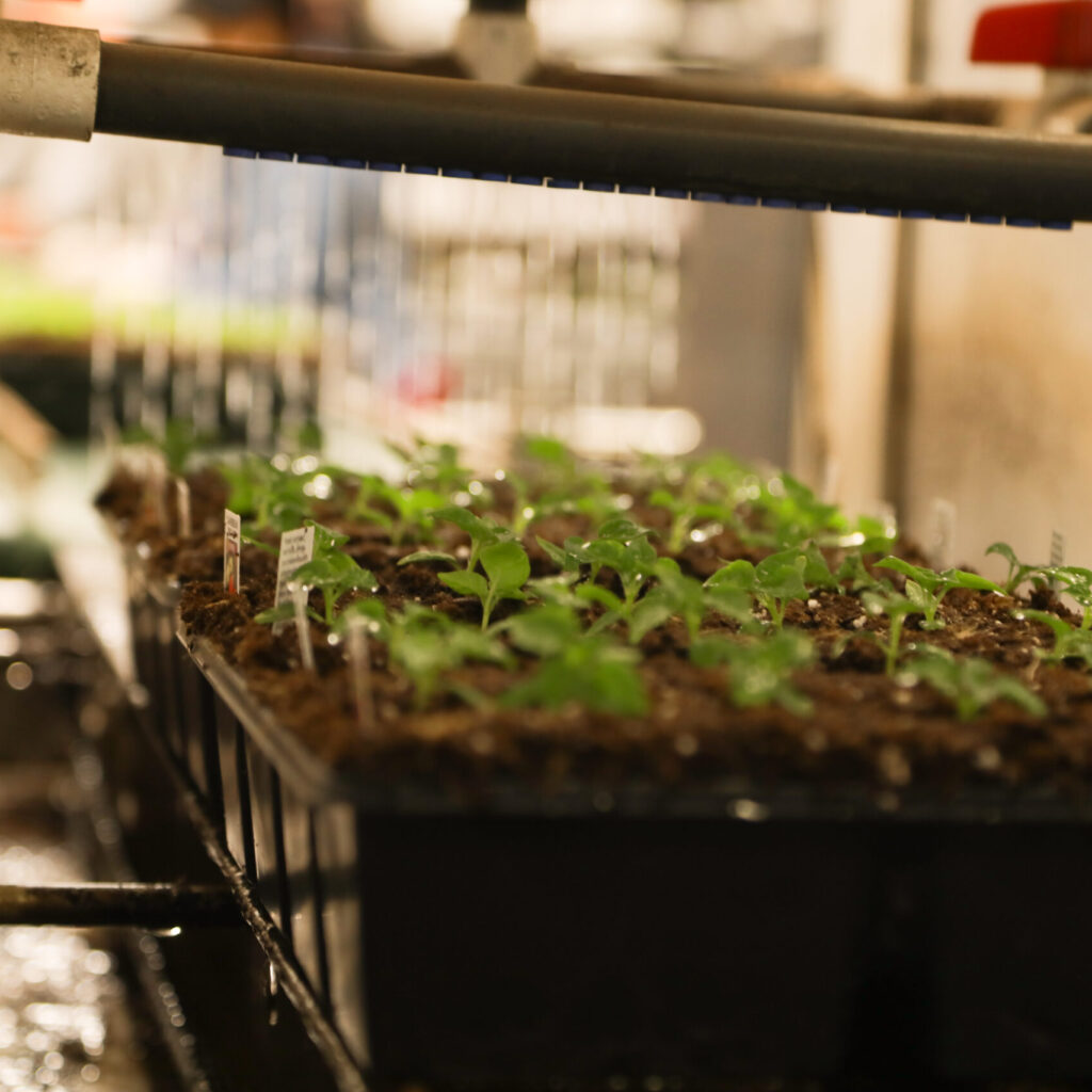 Van Wingerden Greenhouses