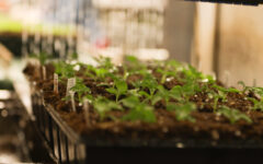 Van Wingerden Greenhouses