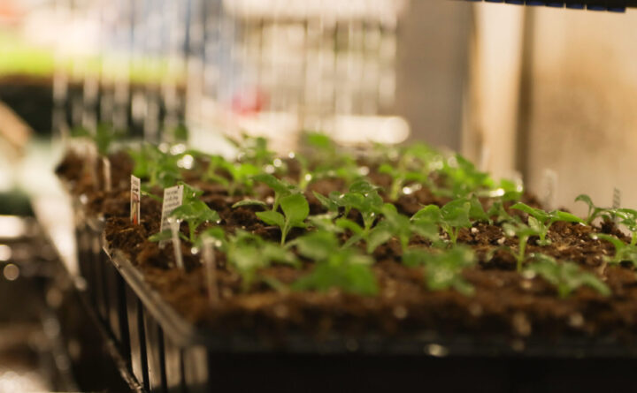 Van Wingerden Greenhouses