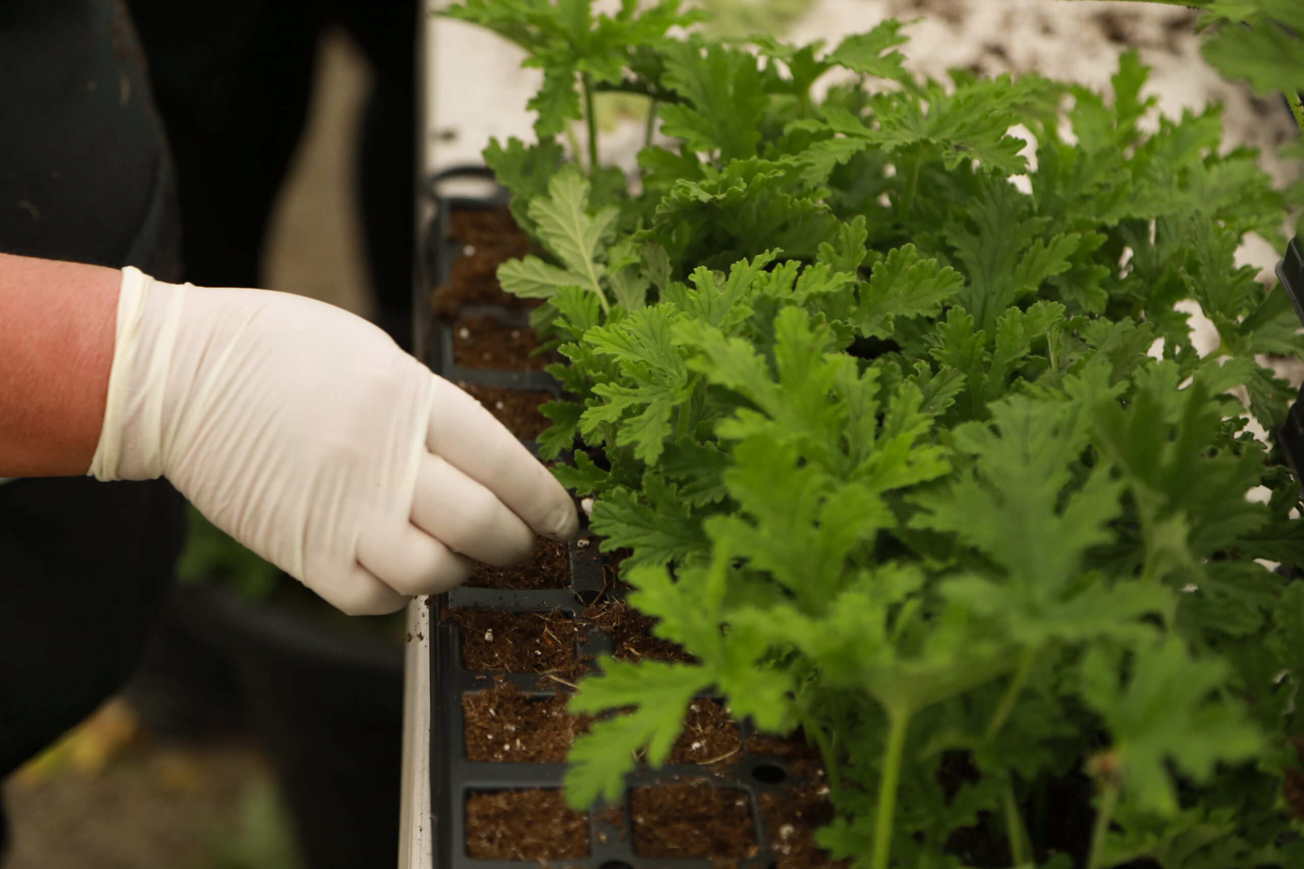 Van Wingerden Greenhouses