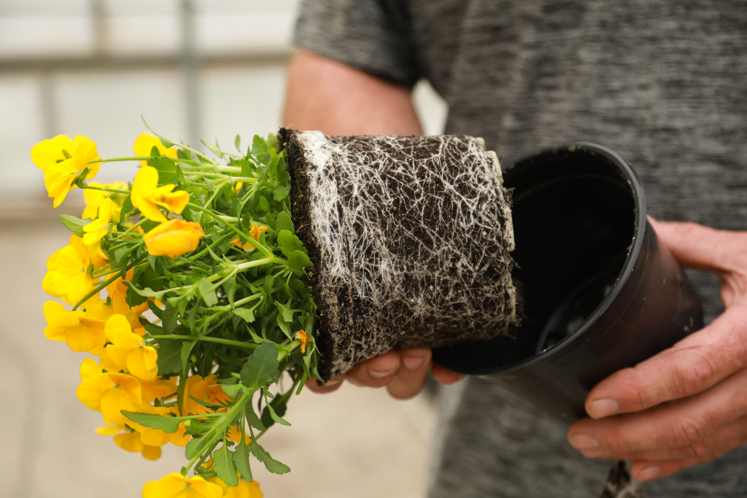Van Wingerden Greenhouses