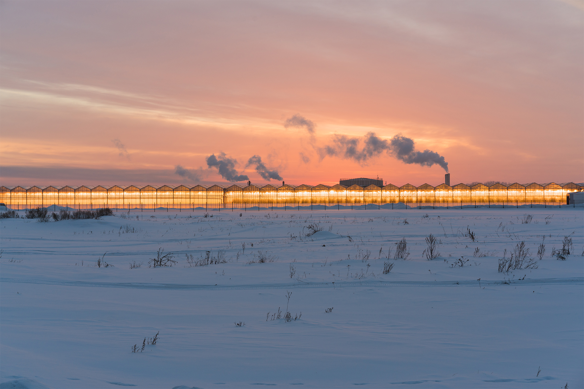 Substrates as a Solution to Cold-Related Challenges in Winter Crop ...