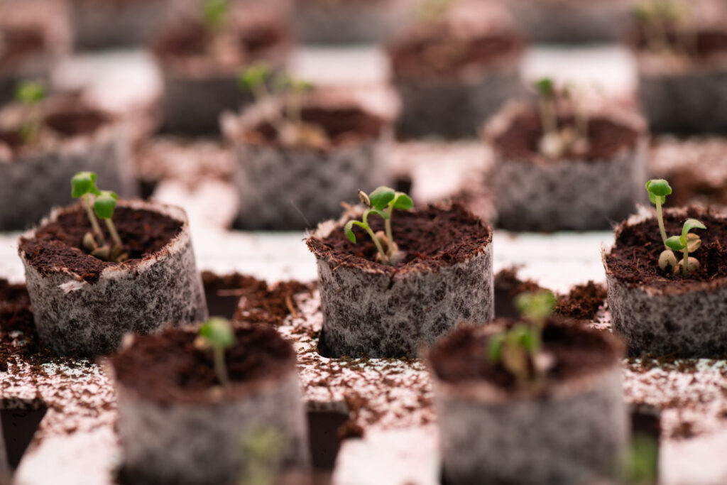 growing media for germination in CEA production