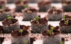 growing media for germination in CEA production